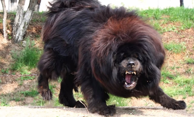 Nomi Per Cani Grandi Lista Completa