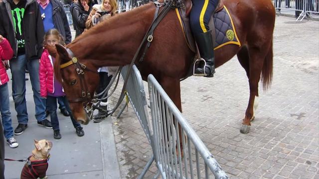 Un Cane Si Avvicina Al Cavallo La Loro Interazione E Davvero Tenerissima